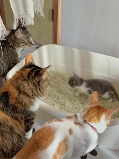 子猫のトイレを見る成猫たち