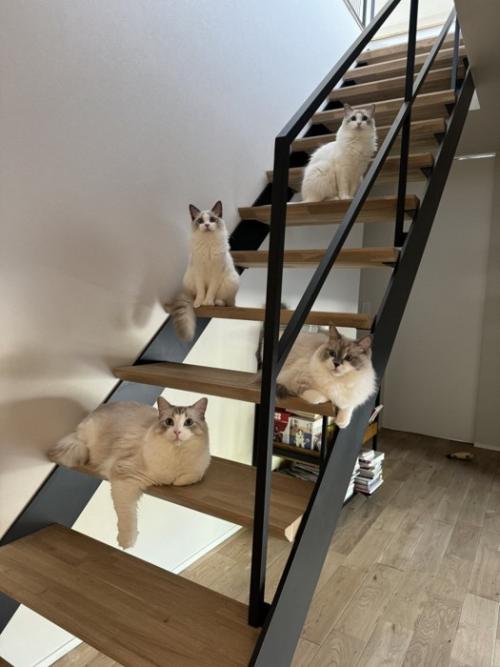 4匹のラグドール