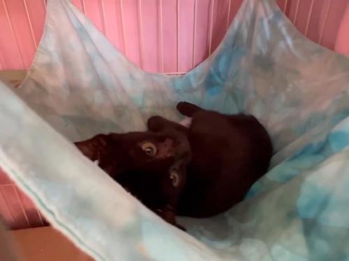 ハンモックで横になる子猫