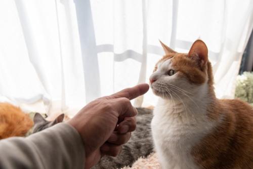 叱られる猫