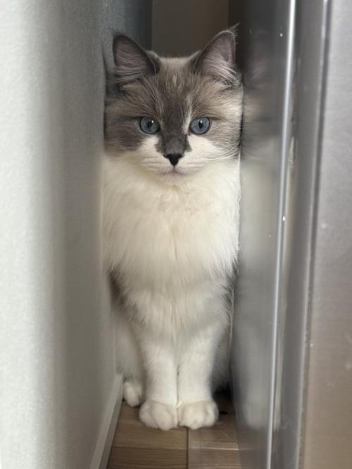 冷蔵庫と壁の隙間で佇む猫