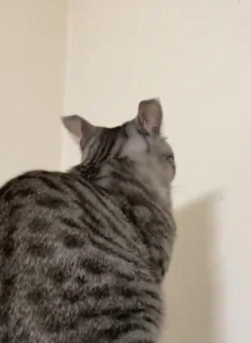 壁を凝視する猫