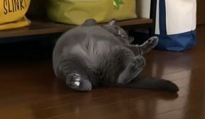 仰向けで顔だけ持ち上げる猫