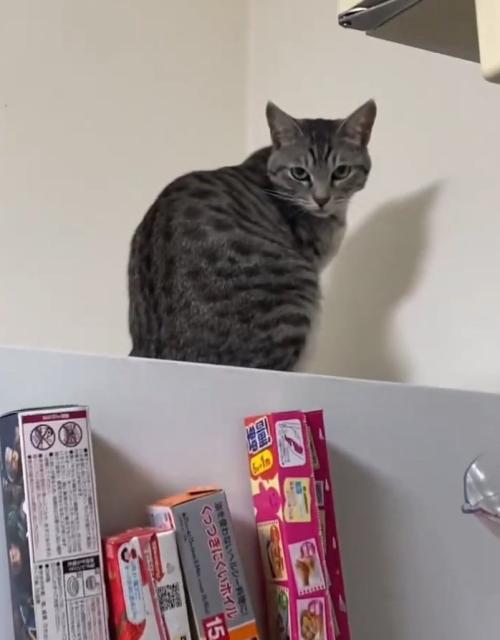 怒った目の猫
