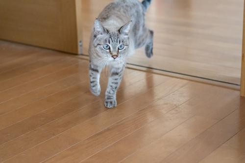 フローリングの上を歩く猫