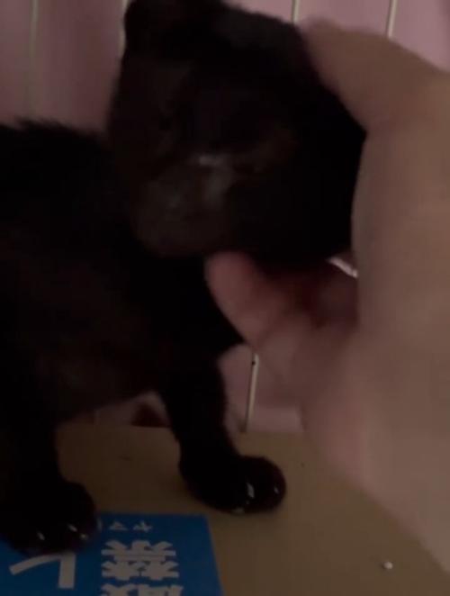 なでられる子猫