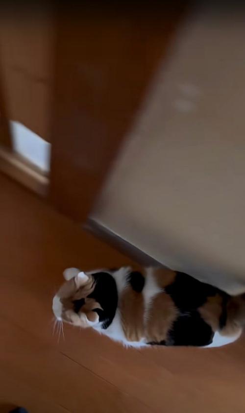一緒に歩く猫