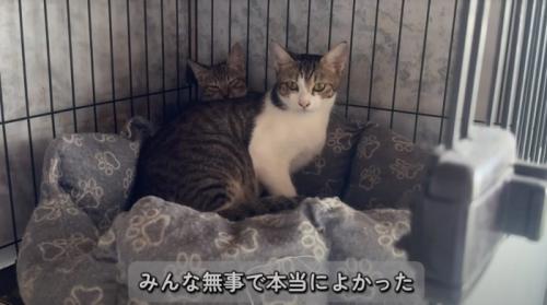 カメラを見つめるキジ白猫と、その後ろから顔を覗かせるキジ白柄の子猫