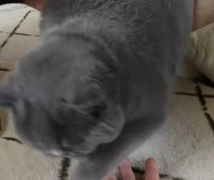 飼い主の元へ来た猫