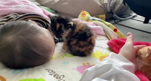 寝ている赤ちゃんと子猫