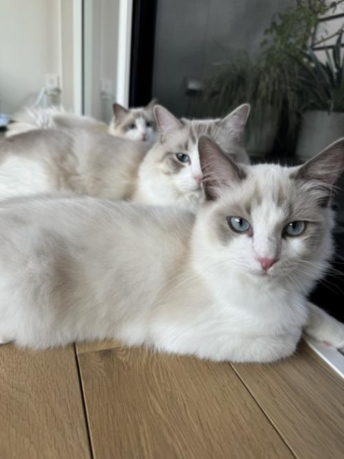 窓際に並ぶ猫たち