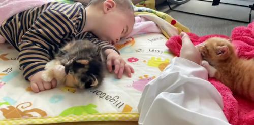 赤ちゃんと2匹の子猫