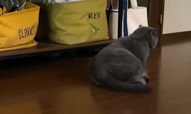 起き上がる猫