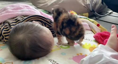 寝ている赤ちゃんと子猫