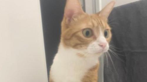 お風呂にいる猫