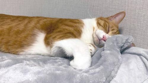 眠っている猫