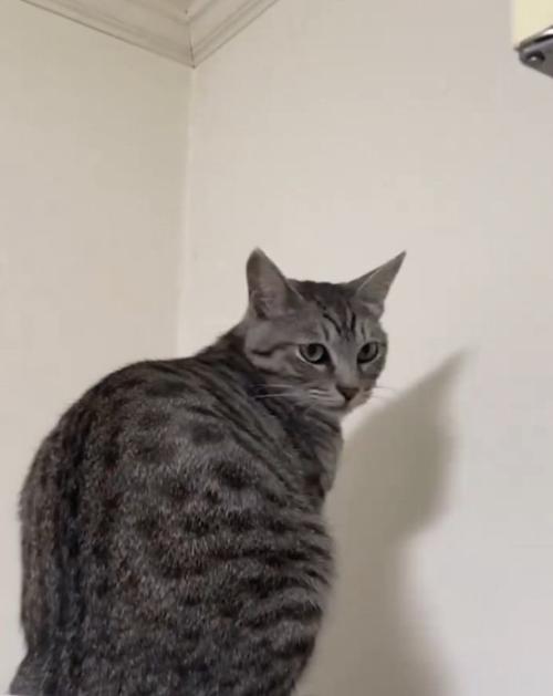 振り向く猫