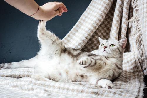 飼い主さんを蹴る猫