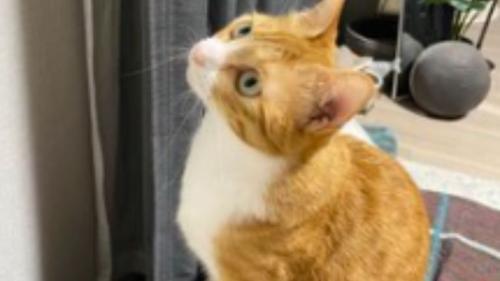 室内にいる猫