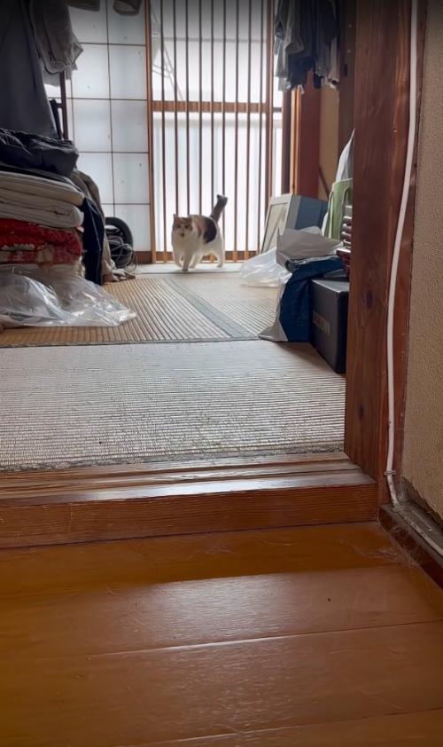 ウキウキな猫