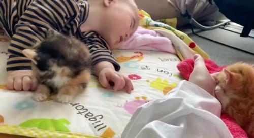 寝ている赤ちゃんと子猫