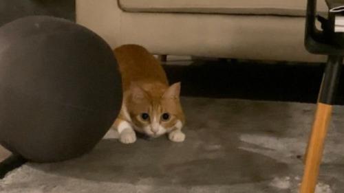 室内にいる猫