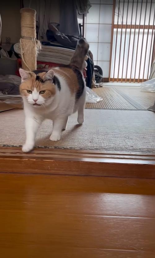 歩いてくる猫