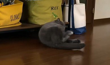 飼い主さんのほうを見る猫
