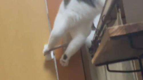 ドアの前にいる猫
