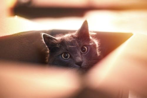 段ボール箱に入って見つめる猫