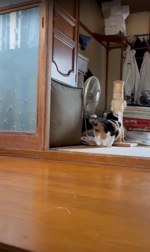 爪とぎする猫