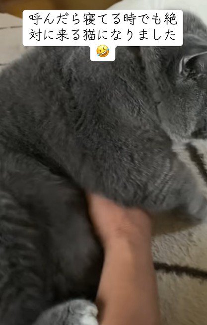 飼い主に甘える猫