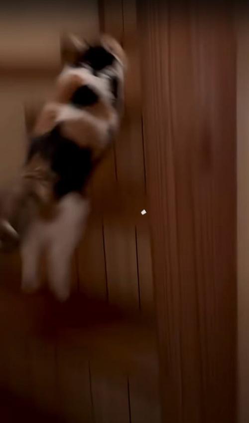 階段を上る猫