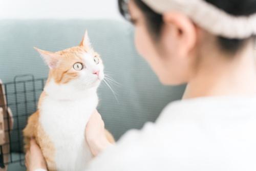 緊張している猫を見つめる女性
