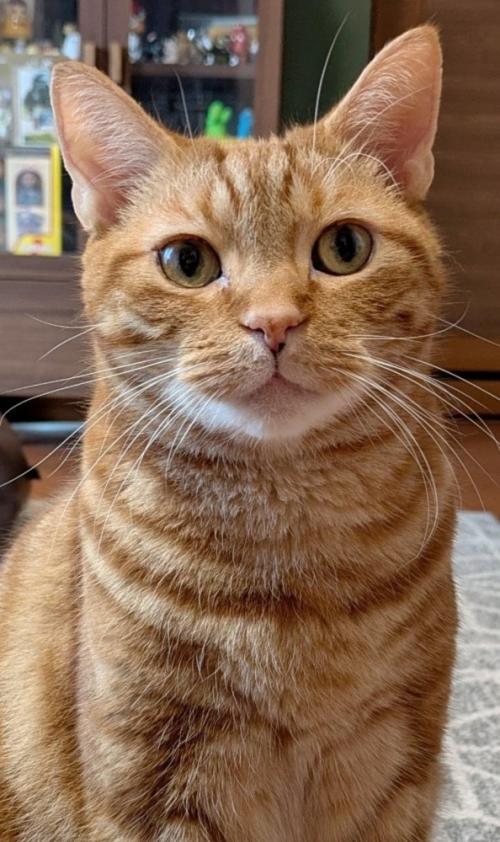 キリっとした表情の猫