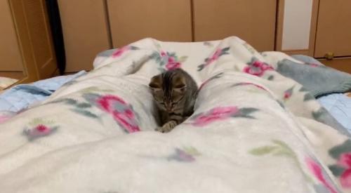 触る猫