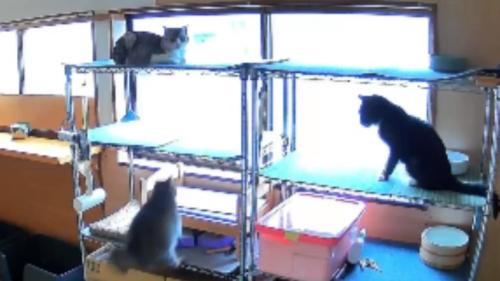 室内にいる猫たち