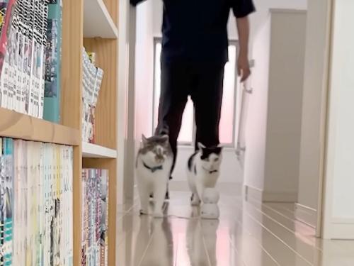 先導する猫たち