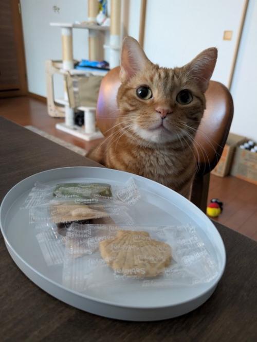 お菓子のお皿を眺める猫