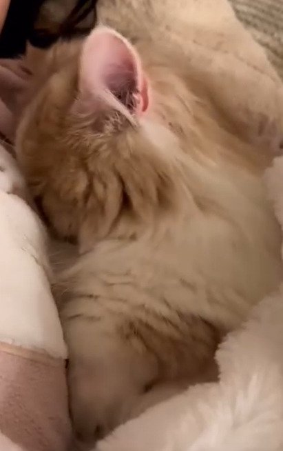 横を向く猫