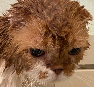 水に濡れる茶白猫のアップ