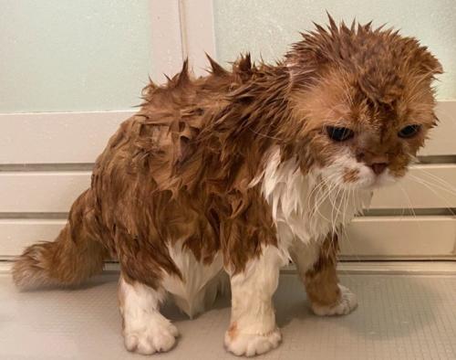 水に濡れ伏し目がちの茶白猫