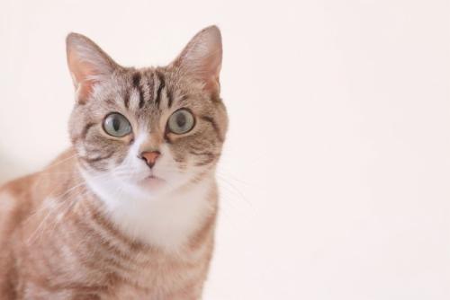 まっすぐ見つめる可愛いトラ猫