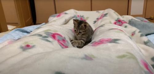 触る猫