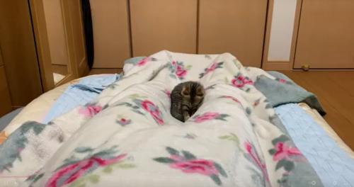 気になる猫