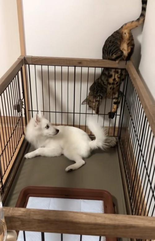 隙間に入り込む猫