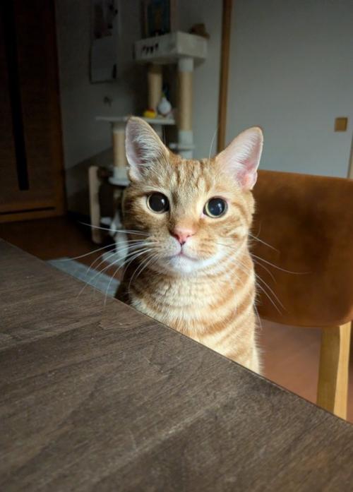 テーブルごしに見つめる猫