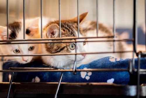 ケージの中にいる2匹の猫