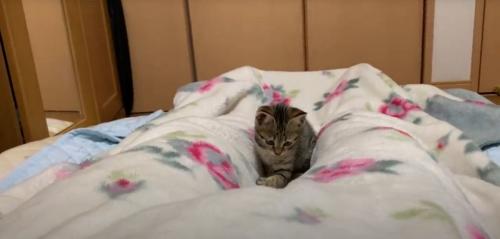 探す猫