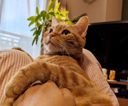 飼い主に甘える猫